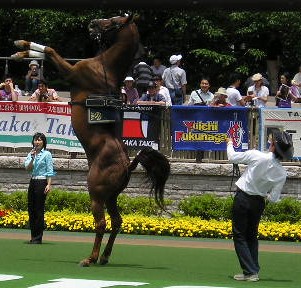 standing horse