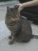 お使い猫?