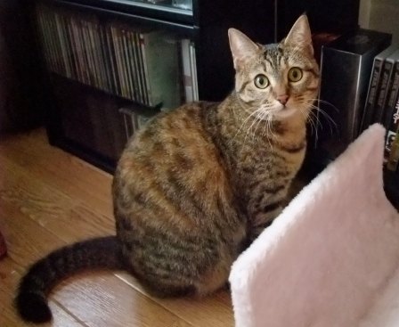 こはね