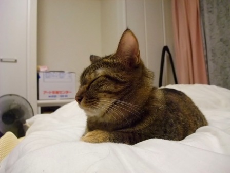 こはね