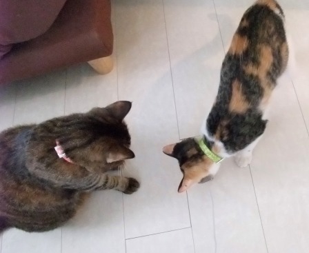 こはねとみゆき