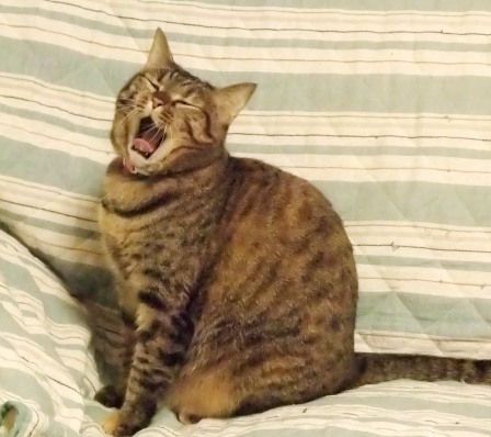 こはね