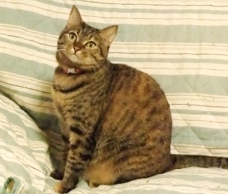 こはね
