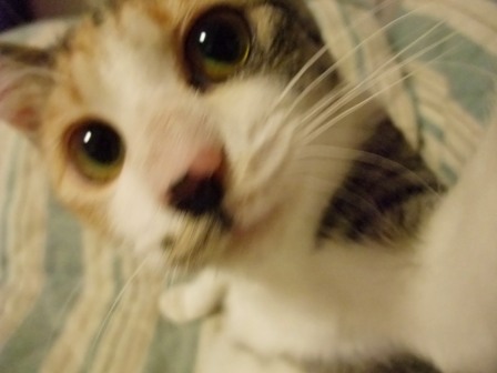 みゆき