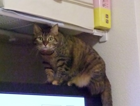 こはね