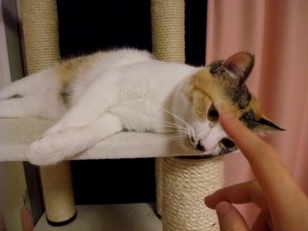 みゆき