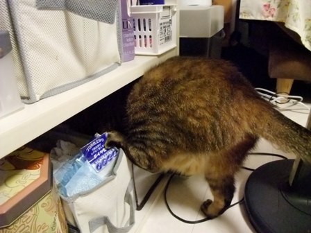 こはね