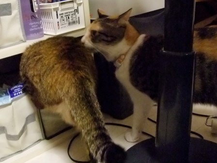 こはねとみゆき