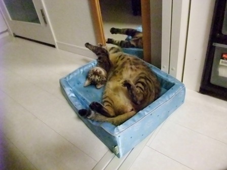 こはね