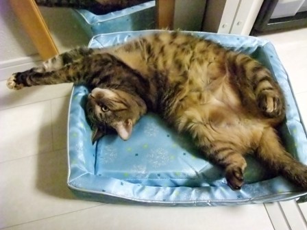 こはね