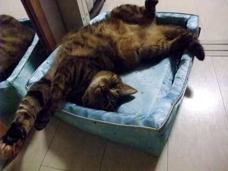 こはね