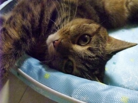 こはね