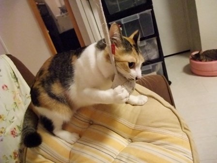 こはねとみゆき