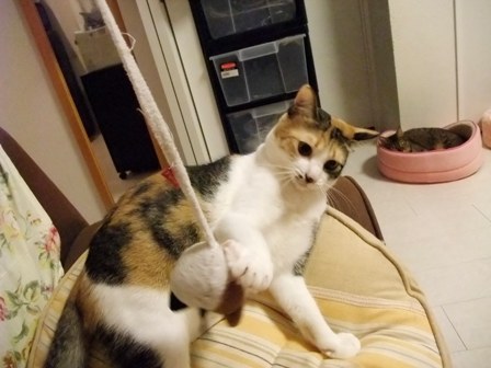 こはねとみゆき