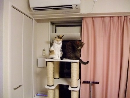 こはねとみゆき