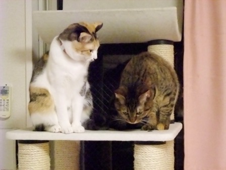 こはねとみゆき
