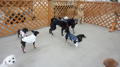 DSC09912.JPG