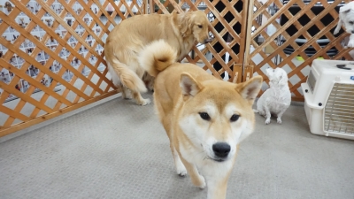 DSC09922.JPG