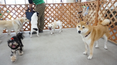 DSC09965.JPG