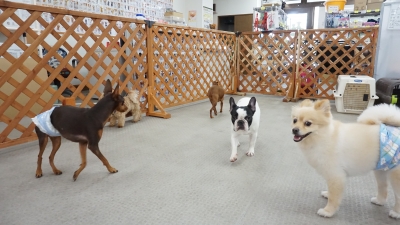 DSC09982.JPG