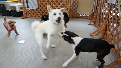 DSC08043.JPG