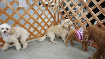DSC08053.JPG