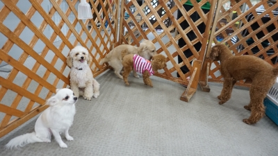 DSC08054.JPG