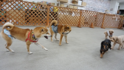 DSC08055.JPG