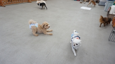 DSC08062.JPG