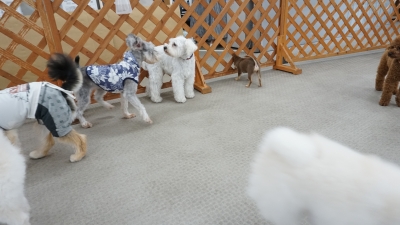 DSC08102.JPG
