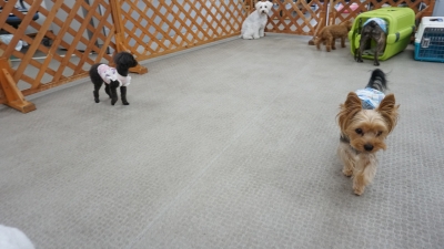 DSC08114.JPG