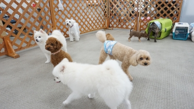 DSC08117.JPG