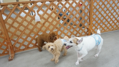 DSC08128.JPG