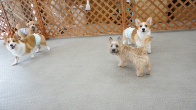 DSC08163.JPG