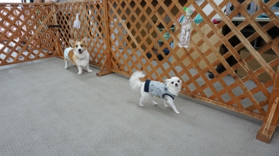 DSC08171.JPG