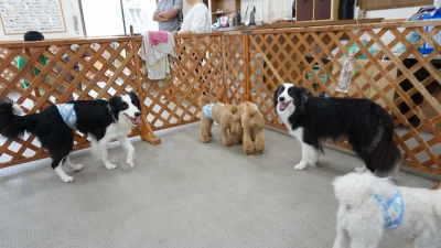 DSC08186.JPG