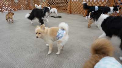 DSC08193.JPG