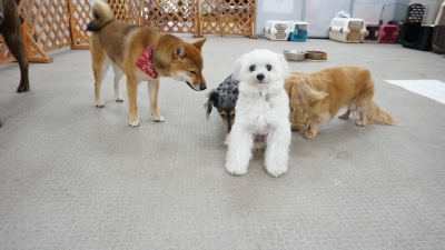 DSC08296.JPG