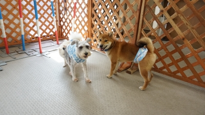 DSC08379.JPG