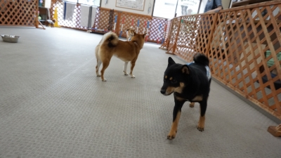 DSC08387.JPG