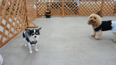 DSC08425.JPG