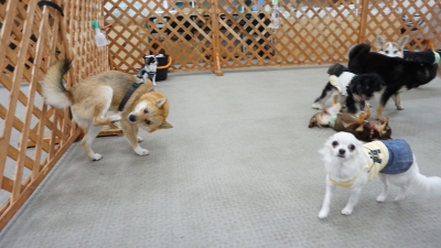 DSC08431.JPG