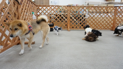 DSC08433.JPG