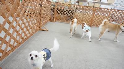 DSC01273.JPG