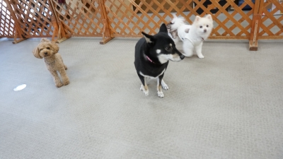 DSC04992.JPG