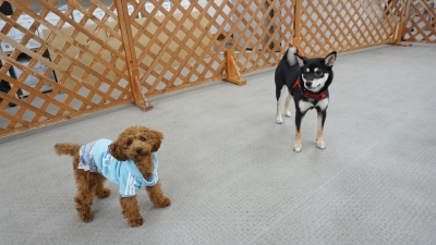 DSC05114.JPG