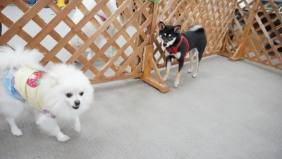 DSC05525.JPG