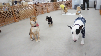 DSC07077.JPG