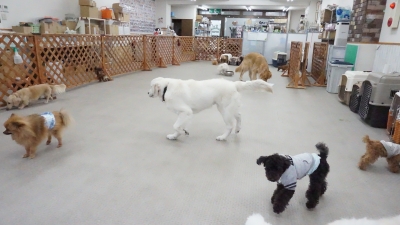 DSC07276.JPG