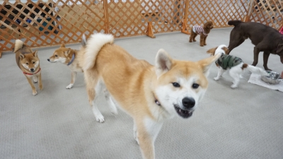 DSC07458.JPG